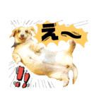 猫舌にゃんず5ちょっとだけ敬語（個別スタンプ：18）