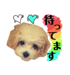 猫舌にゃんず5ちょっとだけ敬語（個別スタンプ：19）