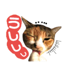 猫舌にゃんず5ちょっとだけ敬語（個別スタンプ：21）