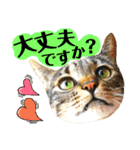 猫舌にゃんず5ちょっとだけ敬語（個別スタンプ：23）