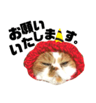 猫舌にゃんず5ちょっとだけ敬語（個別スタンプ：24）