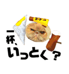 猫舌にゃんず5ちょっとだけ敬語（個別スタンプ：25）