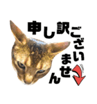 猫舌にゃんず5ちょっとだけ敬語（個別スタンプ：26）