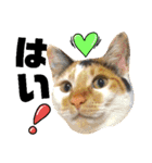 猫舌にゃんず5ちょっとだけ敬語（個別スタンプ：28）