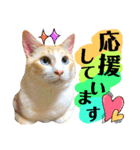 猫舌にゃんず5ちょっとだけ敬語（個別スタンプ：29）