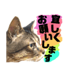 猫舌にゃんず5ちょっとだけ敬語（個別スタンプ：30）