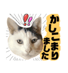 猫舌にゃんず5ちょっとだけ敬語（個別スタンプ：31）