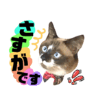 猫舌にゃんず5ちょっとだけ敬語（個別スタンプ：33）