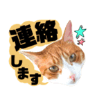 猫舌にゃんず5ちょっとだけ敬語（個別スタンプ：34）