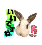 猫舌にゃんず5ちょっとだけ敬語（個別スタンプ：35）