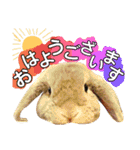 猫舌にゃんず5ちょっとだけ敬語（個別スタンプ：36）