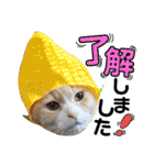 猫舌にゃんず5ちょっとだけ敬語（個別スタンプ：38）