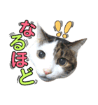 猫舌にゃんず5ちょっとだけ敬語（個別スタンプ：39）