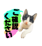 猫舌にゃんず5ちょっとだけ敬語（個別スタンプ：40）