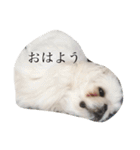 白いもふもふペキニーズスタンプ（個別スタンプ：1）