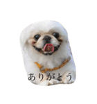 白いもふもふペキニーズスタンプ（個別スタンプ：4）