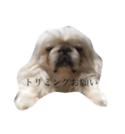 白いもふもふペキニーズスタンプ（個別スタンプ：23）
