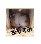 うちのハム子さん（個別スタンプ：2）