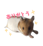 うちのハム子さん（個別スタンプ：3）