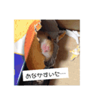うちのハム子さん（個別スタンプ：8）