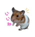 うちのハム子さん（個別スタンプ：12）