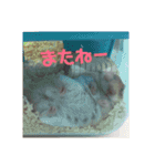 うちのハム子さん（個別スタンプ：16）