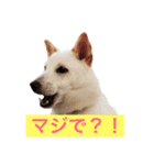 白柴キビ（個別スタンプ：1）
