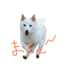 白柴キビ（個別スタンプ：3）