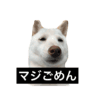 白柴キビ（個別スタンプ：6）