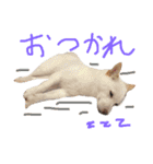 白柴キビ（個別スタンプ：7）