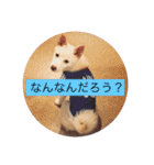 白柴キビ（個別スタンプ：10）