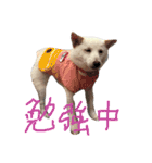 白柴キビ（個別スタンプ：11）