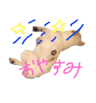 白柴キビ（個別スタンプ：13）