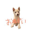 白柴キビ（個別スタンプ：15）