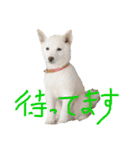 白柴キビ（個別スタンプ：16）