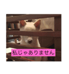 白柴キビ（個別スタンプ：19）