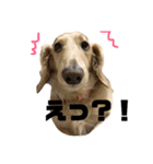 犬のほんわかスタンプ2（個別スタンプ：1）