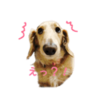 犬のほんわかスタンプ2（個別スタンプ：2）