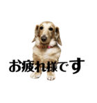 犬のほんわかスタンプ2（個別スタンプ：4）