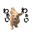犬のほんわかスタンプ2（個別スタンプ：5）