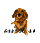 犬のほんわかスタンプ2（個別スタンプ：7）
