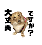 犬のほんわかスタンプ2（個別スタンプ：11）