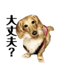 犬のほんわかスタンプ2（個別スタンプ：12）