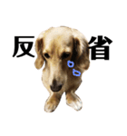 犬のほんわかスタンプ2（個別スタンプ：14）