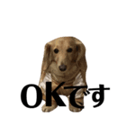 犬のほんわかスタンプ2（個別スタンプ：15）