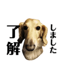 犬のほんわかスタンプ2（個別スタンプ：16）