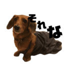 犬のほんわかスタンプ2（個別スタンプ：17）