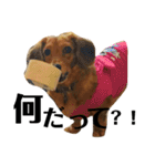 犬のほんわかスタンプ2（個別スタンプ：18）