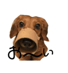 犬のほんわかスタンプ2（個別スタンプ：19）