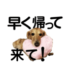 犬のほんわかスタンプ2（個別スタンプ：22）